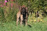 DOGUE ALLEMAND 769